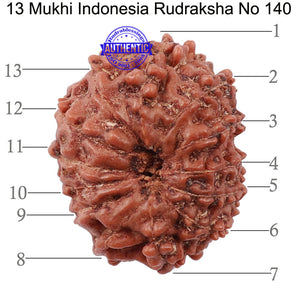 13 Mukhi Indonesian Rudraksha - Bead No. 140