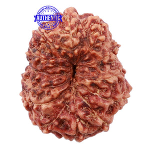 13 Mukhi Indonesian Rudraksha - Bead No. 141