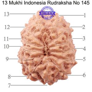 13 Mukhi Indonesian Rudraksha - Bead No. 145