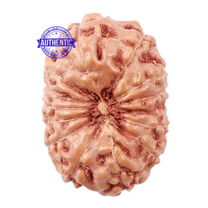 13 Mukhi Indonesian Rudraksha - Bead No. 146