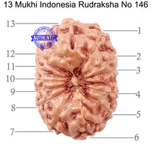 Load image into Gallery viewer, 13 Mukhi Indonesian Rudraksha - Bead No. 146
