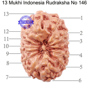 13 Mukhi Indonesian Rudraksha - Bead No. 146