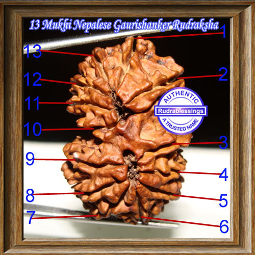 13 Mukhi Gaurishankar Rudraksha from Nepal