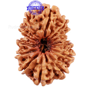 13 Mukhi Nepalese Rudraksha - Bead No 104