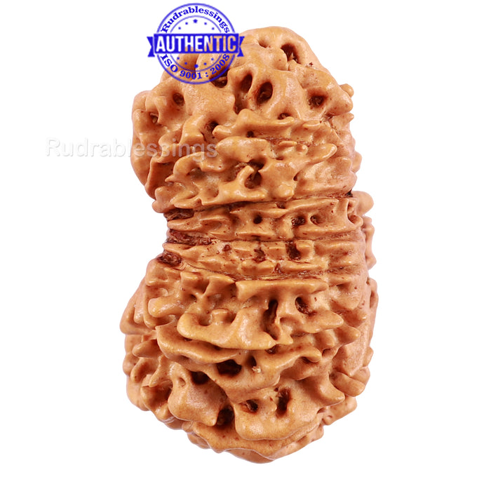 13 Mukhi Nepalese Rudraksha - Bead No 104