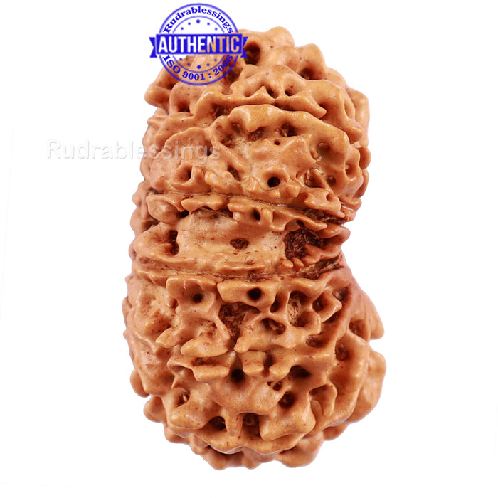 13 Mukhi Nepalese Rudraksha - Bead No 104