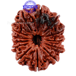 13 Mukhi Nepalese Rudraksha - Bead No 105