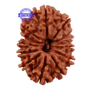 13 Mukhi Nepalese Rudraksha - Bead No. 109