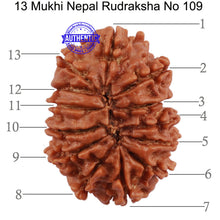 Load image into Gallery viewer, 13 Mukhi Nepalese Rudraksha - Bead No. 109
