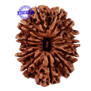 13 Mukhi Nepalese Rudraksha - Bead No. 111