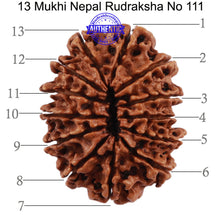 Load image into Gallery viewer, 13 Mukhi Nepalese Rudraksha - Bead No. 111
