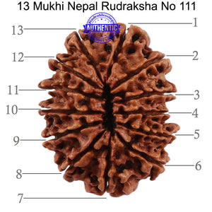 13 Mukhi Nepalese Rudraksha - Bead No. 111