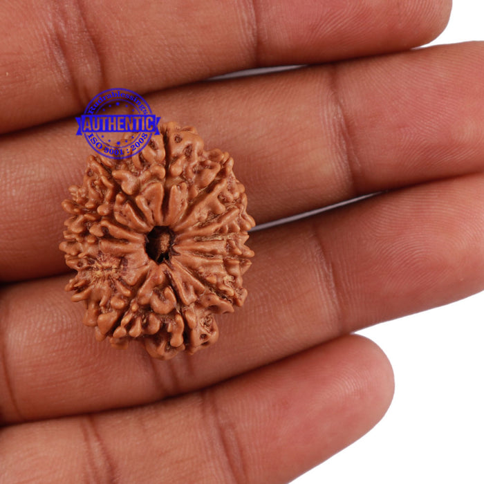 13 Mukhi Nepalese Rudraksha - Bead No. 112