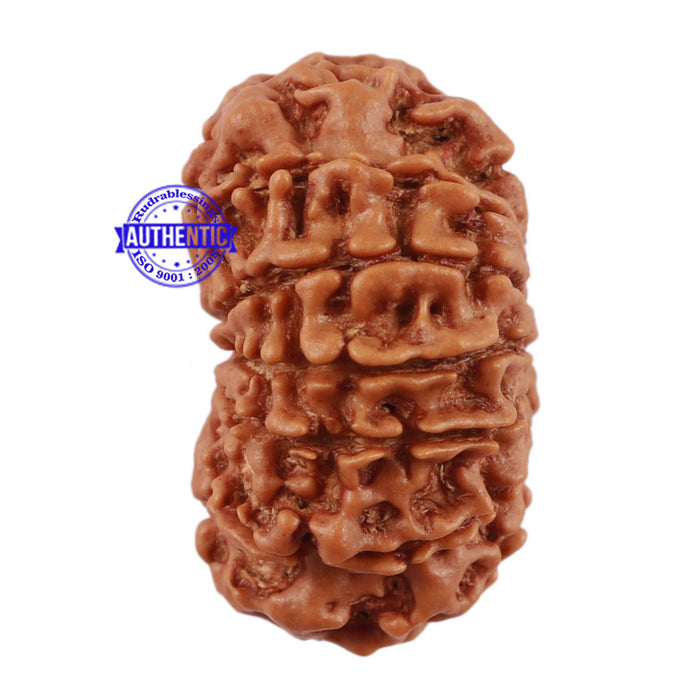 13 Mukhi Nepalese Rudraksha - Bead No. 112