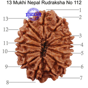 13 Mukhi Nepalese Rudraksha - Bead No. 112