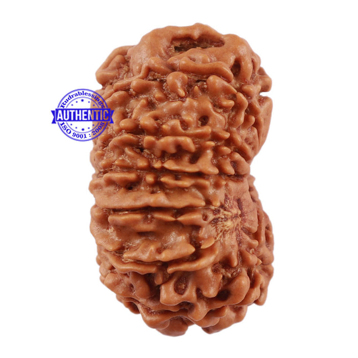 13 Mukhi Nepalese Rudraksha - Bead No. 112