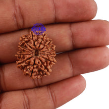 Load image into Gallery viewer, 13 Mukhi Nepalese Rudraksha - Bead No. 113
