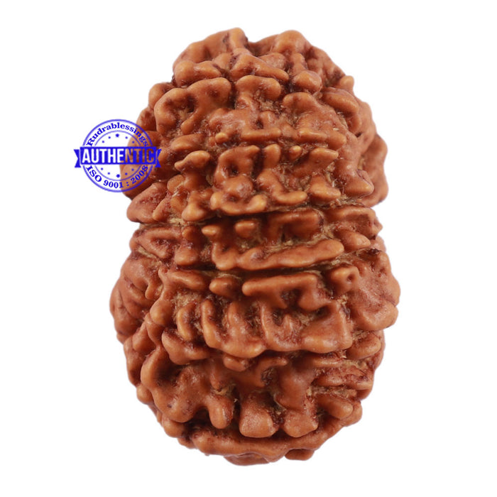 13 Mukhi Nepalese Rudraksha - Bead No. 113