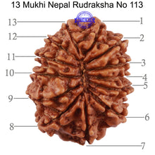 Load image into Gallery viewer, 13 Mukhi Nepalese Rudraksha - Bead No. 113
