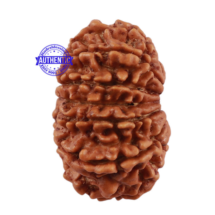 13 Mukhi Nepalese Rudraksha - Bead No. 113
