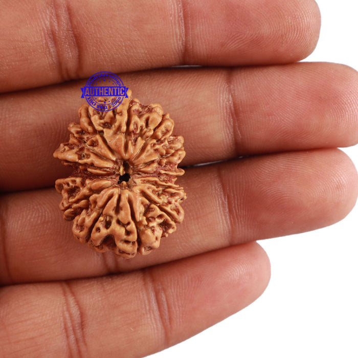 13 Mukhi Nepalese Rudraksha - Bead No. 114
