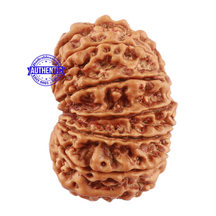 13 Mukhi Nepalese Rudraksha - Bead No. 114