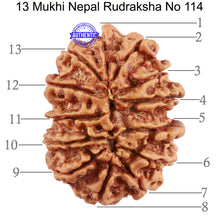 Load image into Gallery viewer, 13 Mukhi Nepalese Rudraksha - Bead No. 114
