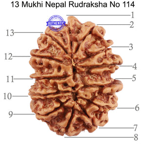 13 Mukhi Nepalese Rudraksha - Bead No. 114