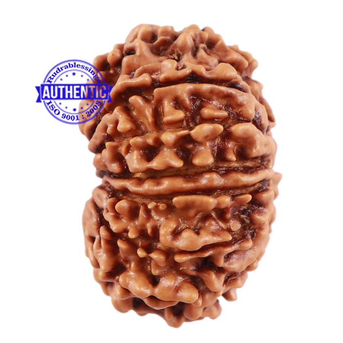 13 Mukhi Nepalese Rudraksha - Bead No 119