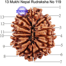 Load image into Gallery viewer, 13 Mukhi Nepalese Rudraksha - Bead No 119
