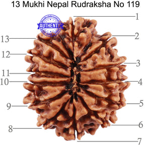 13 Mukhi Nepalese Rudraksha - Bead No 119