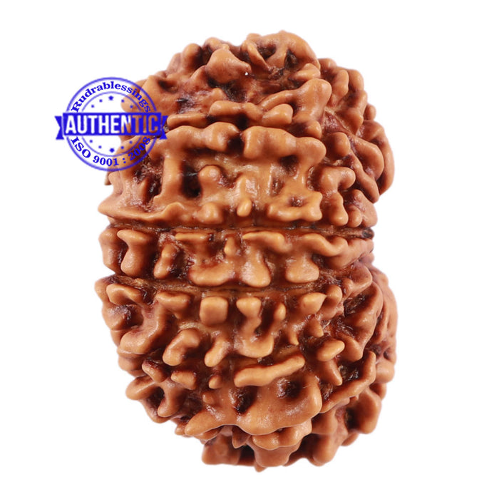 13 Mukhi Nepalese Rudraksha - Bead No 119