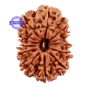13 Mukhi Nepalese Rudraksha - Bead No. 120
