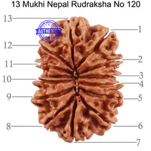 Load image into Gallery viewer, 13 Mukhi Nepalese Rudraksha - Bead No. 120
