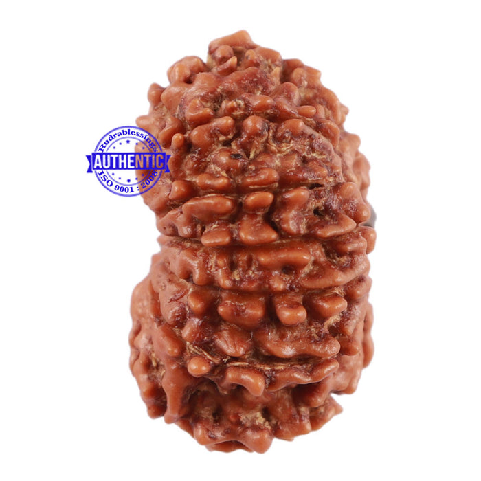 13 Mukhi Nepalese Rudraksha - Bead No. 121