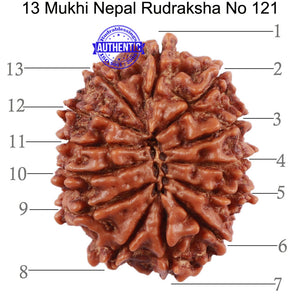 13 Mukhi Nepalese Rudraksha - Bead No. 121