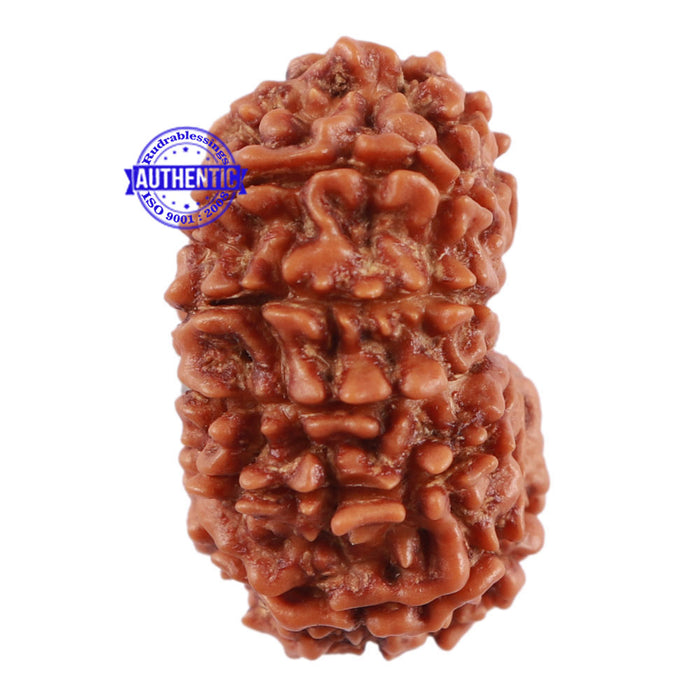 13 Mukhi Nepalese Rudraksha - Bead No. 121