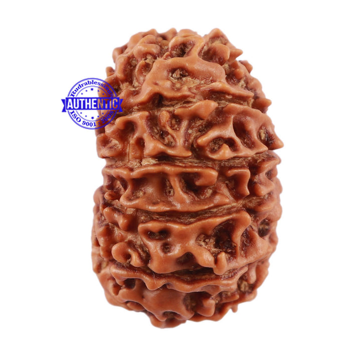 13 Mukhi Nepalese Rudraksha - Bead No. 122