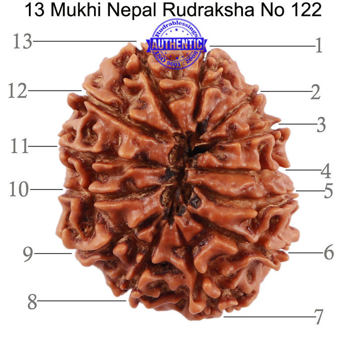 13 Mukhi Nepalese Rudraksha - Bead No. 122
