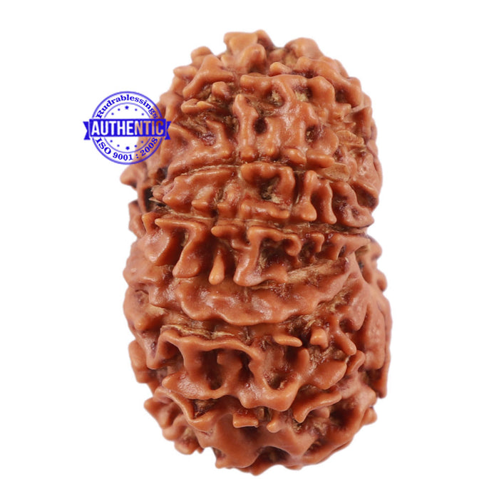 13 Mukhi Nepalese Rudraksha - Bead No. 122