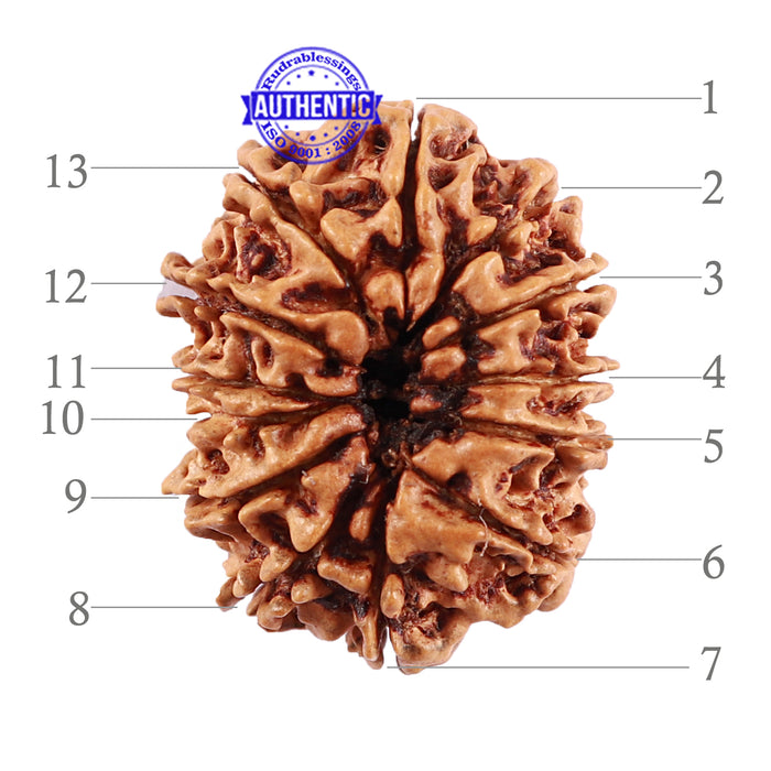 13 Mukhi Nepalese Rudraksha - Bead No. 184