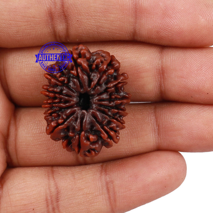 13 Mukhi Nepalese Rudraksha - Bead No. 101