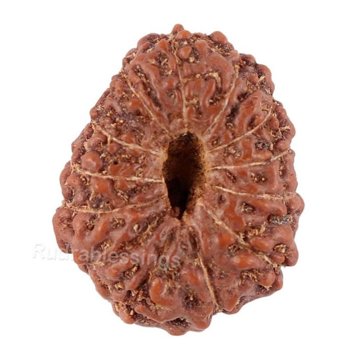 13 Mukhi Indonesian Rudraksha - Bead No. 100