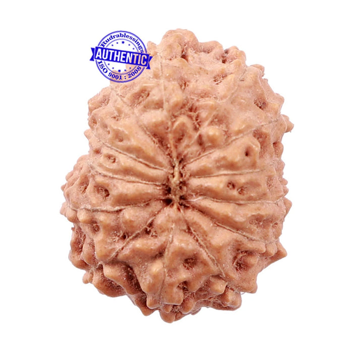 13 Mukhi Indonesian Rudraksha - Bead No. 145