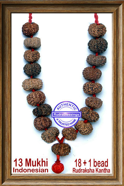 13 mukhi Rudraksh Mala (18+1 beads - Indonesian)