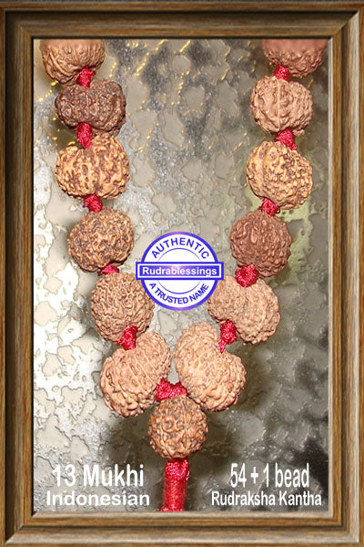 13 mukhi Rudraksha Mala (54+1 beads - Indonesian)