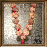 13 mukhi Rudraksha Mala (54+1 beads - Indonesian)