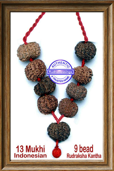 13 mukhi Rudraksha Wrist Mala / Kanthas (9 beads)