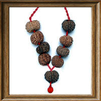 Load image into Gallery viewer, 13 mukhi Rudraksha Wrist Mala / Kanthas (9 beads)
