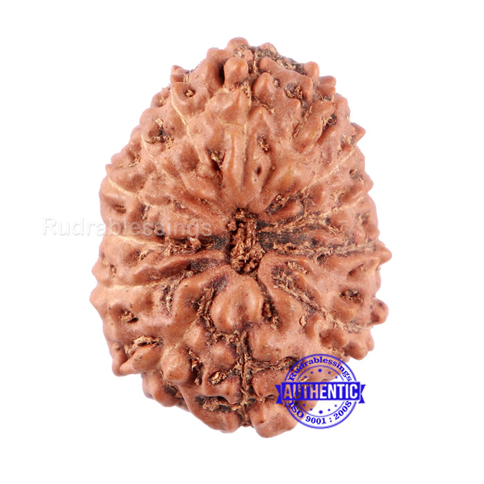 13 Mukhi Indonesian Rudraksha - Bead No. 123